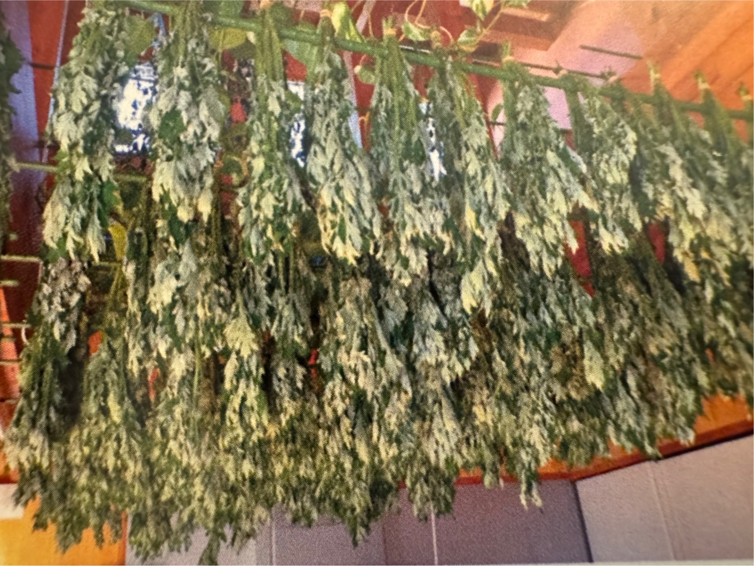 よもぎ蒸しのイメージ